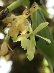 Epidendrum spicatum