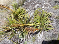Aciphylla kirkii