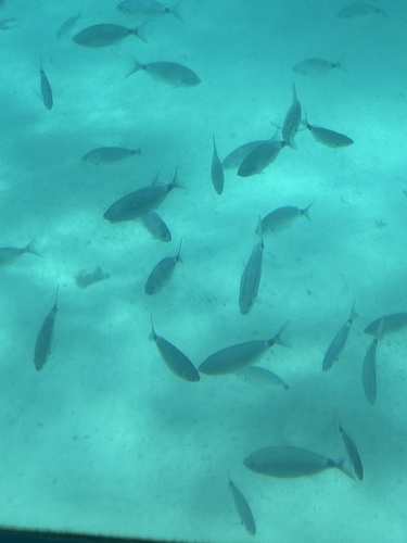 Saddled Bream