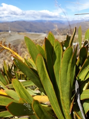 Aciphylla kirkii