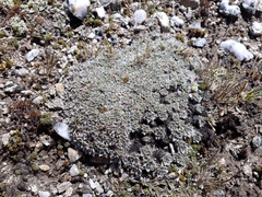 Myosotis pulvinaris