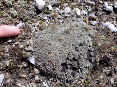 Myosotis pulvinaris