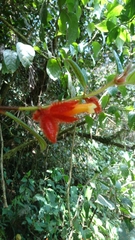 Columnea laciniata