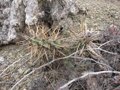 Cylindropuntia cedrosensis