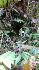 Epidendrum fimbriatum