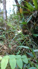 Epidendrum fimbriatum
