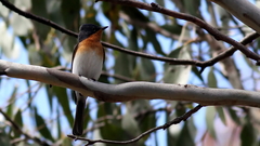 Myiagra cyanoleuca