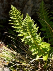 Polystichum cystostegium