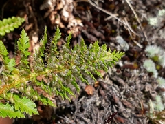 Polystichum cystostegium