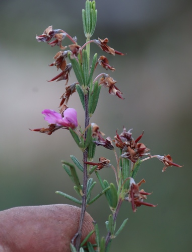 Image of Indigofera sulcata by (c) Tony Rebelo, some rights reserved (CC BY-SA)