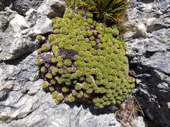 Hectorella caespitosa