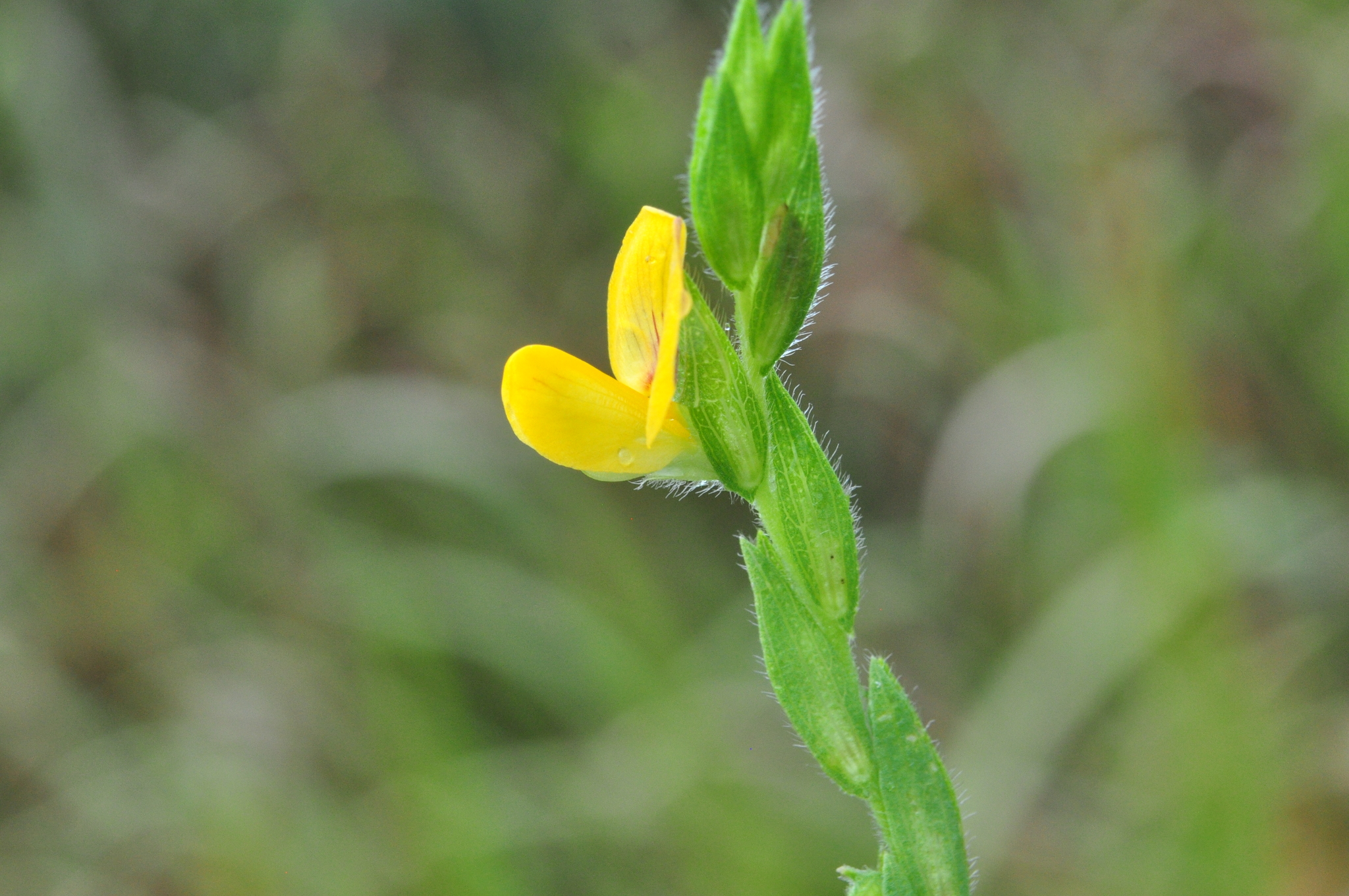 Zornia latifolia