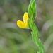 Zornia latifolia - Photo 由 Frederico Acaz Sonntag 所上傳的 (c) Frederico Acaz Sonntag，保留部份權利CC BY-NC