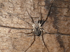 Protolophus singularis