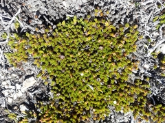 Dracophyllum muscoides