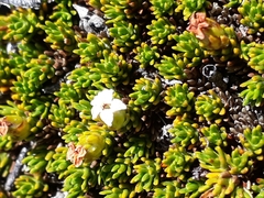 Dracophyllum muscoides