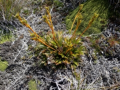 Aciphylla montana