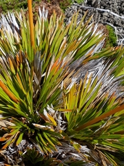Aciphylla montana