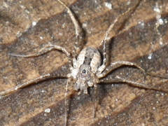 Protolophus