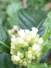 Psychotria rufipes