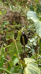 Anthurium atramentarium
