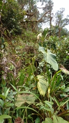 Anthurium atramentarium