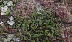 Glossostigma cleistanthum