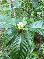 Psychotria rufipes