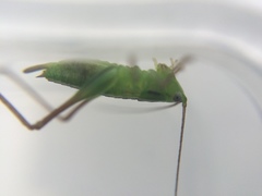 Conocephalus bilineatus