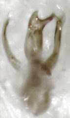 Stenosagola thayerae