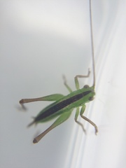Conocephalus bilineatus