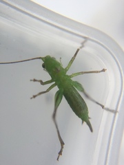 Conocephalus bilineatus