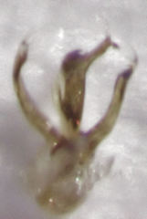Stenosagola thayerae