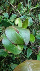 Pleurothallis cordata