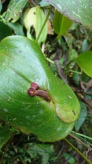 Pleurothallis cordata