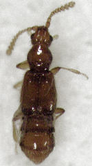 Stenosagola thayerae