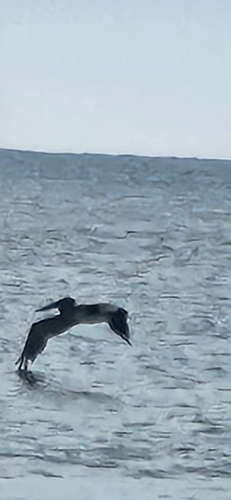 Brown Pelican photographed in South Carolina