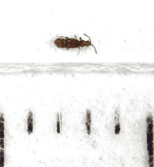 Stenosagola thayerae