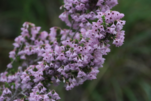 Droopy Heath (Erica newdigateae)