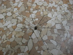 Leuronychus pacificus