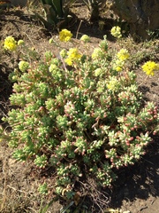 Sedum pachyphyllum