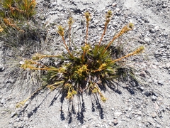 Aciphylla montana