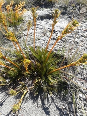 Aciphylla montana