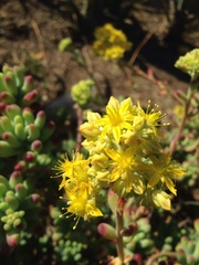 Sedum pachyphyllum