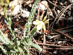 Linum kingii
