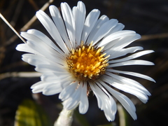 Celmisia spectabilis