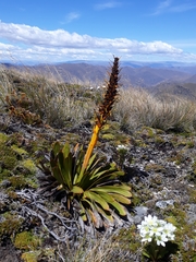 Aciphylla kirkii