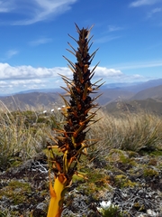 Aciphylla kirkii