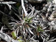Celmisia laricifolia