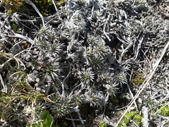 Celmisia laricifolia